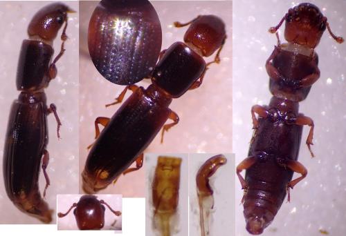 Réf. 323 790 : Rhizophagus nitidulus